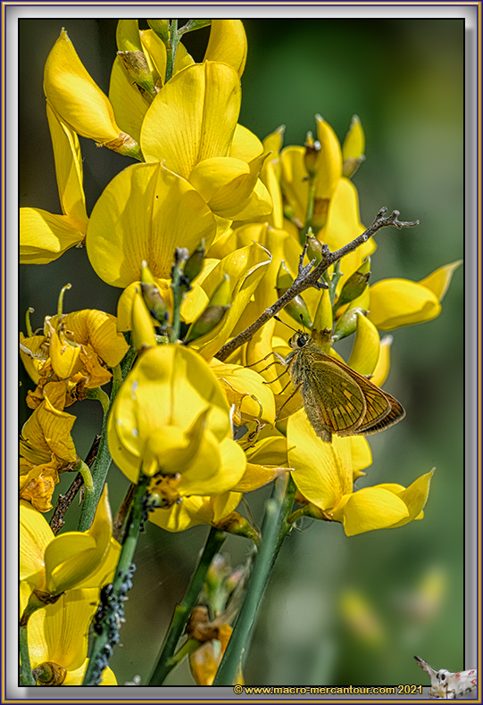 Sylvaine (Hesperiidae)